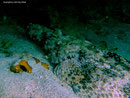 Cociella crocodila - Teppich Krokodilfisch