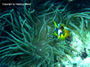 Amphiprion bicinctus - Rotmeer Anemonenfisch
