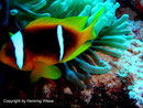 Amphiprion bicinctus - Rotmeer Anemonenfisch