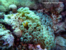 Amphiprion bicinctus - Rotmeer Anemonenfisch