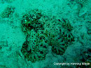 Octopus cyanea - Krake