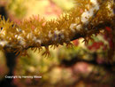 Rumphella sp. - Buschförmige Rindenkoralle