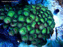 Protopalythoa sp. - Krustenanemone