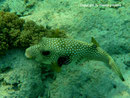Arothron hispidus - Weißflecken-Kugelfisch