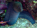 Gymnothorax javanicus - Riesenmuräne