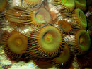 Protopalythoa sp. - Krustenanemone