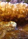 Discosoma sp. - Scheibenanemone