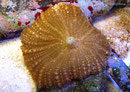 Discosoma sp. - Scheibenanemone