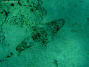 Cociella crocodila - Teppich Krokodilfisch