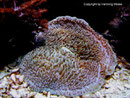 Amplexidiscus fenestrafer