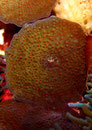 Discosoma sp. - Scheibenanemone, rot