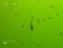 Rhynchocinetes uritai Juvenil Tag 2