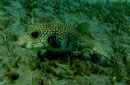 Arothron hispidus - Weißflecken-Kugelfisch