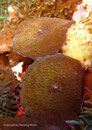 Discosoma sp. - Scheibenanemone, rot