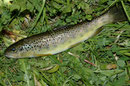 Bachforelle (Salmo trutta), Foto: Alois Kaltenböck