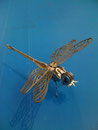 Libelle