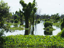 Idyllisch - Floating Trees am Tonleee Sap
