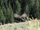 Verwunderlich - Kolibri am Bear Lake