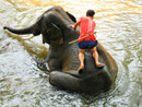 Mahout bei Elefantenwäsche