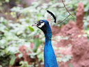 Stolz - Neugieriger Pfau