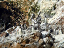 Piguin, Pelikan und Co. auf den Islas Ballestas vor Paracas