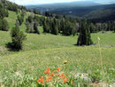 Liebliche Landschaft - Ausblick vom Mount Washburn