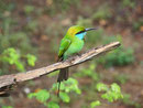 Bunt - Sri Lanka beherberbergt viele Vogelarten