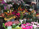 素敵なお花に囲まれて 新丸子商店街 まるこやさしズム21 Jimdoページ 素敵なお花に囲まれて 新丸子商店街 まるこやさしズム21 Jimdoページ