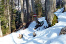 Von nun an ging es bergab könnte man sagen. In vielen kleinen Kehren schraubten wir uns den Bergwald hinunter.
