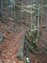 und schon befinden wir uns wieder im Wald und folgen dem Pfad ... 