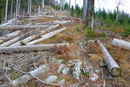 Jetzt aber zeigte sich der erst kürzlich von langen Grashalmen überwucherte schöne Waldkamm von der grässlichen und zerstörten Seite. Es sah zwar ziemlich wild aus, jedoch wurde unser Weiterkommen dadurch keineswegs behindert.