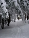 Genug des Träumens! Wir stapften wieder weiter. Im dichten Wald wurde es wieder besser zu gehen, denn da waren die Schneemassen nicht so extrem.