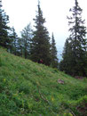 ... verschwanden wir nach kurzer Zeit wieder im Wald.