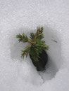 Wunderschön anzusehen, wie sich die jungen Fichtenbäumchen durch die schwindende Schneedecke kämpften.