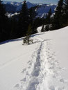 Wir folgten dem Verlauf unserer eigenen Schneeschuhspuren wieder den Hang hinab ...