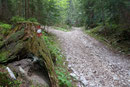 Am Ende der besagten Asphaltstraße, bei den letzten Häusern begann der „rot-weiß-rot“ markierte, breite Wanderweg, der uns in nördlicher Richtung in den Wald eintauchen ließ. Schnell wandelte es sich zu einem Waldpfad, dem wir weiter …