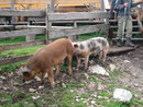 Nachdem wir gespeist hatten, gingen wir durch das Schweinegehege den Weg entlang ...