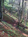 Nochmals tauchten wir in den Wald ein und folgten dem laubbedeckten, teilweise oft auch „gatschigem“ Steig, der sich in den Sattel zwischen Gspranggupf und Zimnitz hinaufzieht.