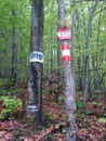 ... und schon waren wir wieder im Wald eingetaucht. Die tolle Wegmarkierung ...