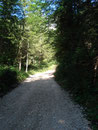 ... und wanderten ein ganzes Stück diese mäßig ansteigende Forstraße hinauf.