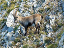 Kurze Zeit später gewährten uns die Könige der Alpen, die Steinböcke, eine ganz private Audienz.  Einfach atemberaubend diese Tiere in freier Wildbahn hautnah erleben zu dürfen. Alleine dieses Schauspiel ließ alle Mühen des Aufstieges ...