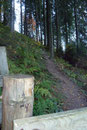 Ein dort befindliches kleines Gatterl (Durchgang) führte mich in den dichten Baumbestand des Hochwaldes.