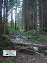 … so folgten wir der alten Beschilderung und dem Steig Nr. 214 weiter Richtung Pühringer Hütte. Man konnte sich hier im Wald entscheiden, ob man direkt über den Steig 213 zum Salzofen aufsteigt oder über den Langgangsee zuerst zum Wildgößl.
