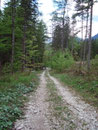 Die letzten Meter auf der Forststraße zur Hauptstrasse zum Bahnhof Bad Aussee.