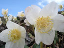 Natürlich gab es auch auf diesem Berg wunderschöne Bergflora zu sehen.