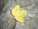 Der Herbst ist schon im Anmarsch!