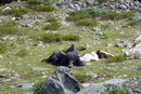 … und den niedlichen „Yaks“ vorbei …
