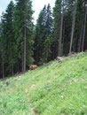 Aber wie gesagt alle Wege führen nach Rom und unserer im speziellen zurück nach Kammern im Liesingtal.