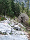 …bevor der Steig über Felsplatten und Wurzeln in die Brennerriesen abfiel.