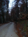 Hurtig ansteigend schritt ich die Forststraße empor.
